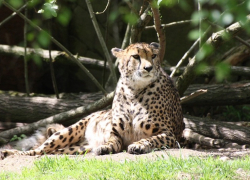 В Анапе против 29-летнего владельца леопарда возбудили уголовное дело