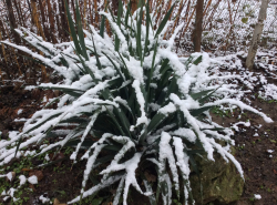 Первый снег в Юровке