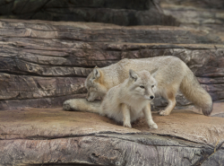 Сафари Парк 