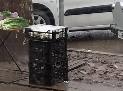 Анапский собрат сыра с плесенью - творог с грязью!