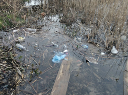 Нет у Анапки хозяина