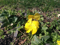 Цветы на площади Анапы 