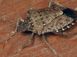 В Анапе нашли опасных мраморных клопов!