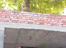 В Анапе деревья растут даже из кирпичей