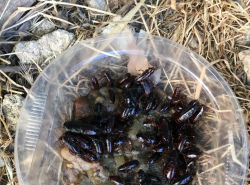 Что это и зачем оно стоит на улице? Да, они живые. 