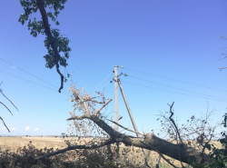 2 недели висит дерево в п. Виноградный