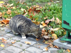 В анапе коты листьями питаются