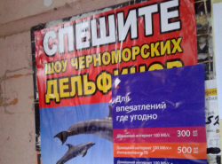 Анапские дельфины были замечены в Калуге