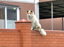 Хозяин, ты скоро?