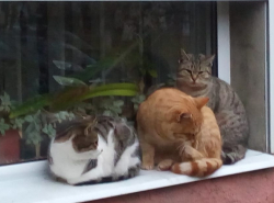 Кошачья общага