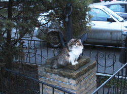 Красавица