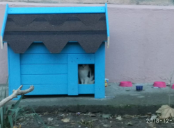 в Анапе появился кошачий дом!