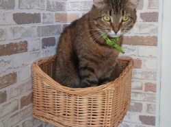 Кошки уже гнездиться начинают!