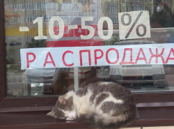 Весна скоро: пушистые коты дешевеют