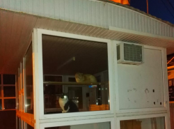 Коты оккупировали киоск