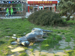 Упал ослик... Возле "Мира кино"