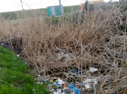 Свинство вульгарис