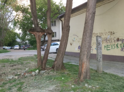 Вот такие интересные деревья бывают в Анапе