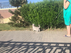 Анапский толстый кот гуляет на поводке