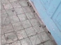 Утром вышли на улицу, а там все кишит лягушками. Что это?