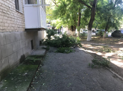 Осторожно! Житель последнего этажа дома на ул. Новороссийской, 238 пилит ветки!