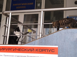 Интересно, чем их тут кормят?
