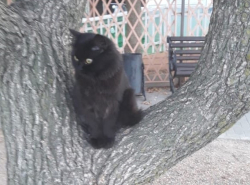 А у нас в Анапе есть свой кот ученый