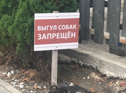 В Анапе собаки-хулиганки
