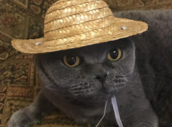 Всем доброго утра и хорошего дня от сельского кота!