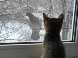 Мадам, знакомиться будем?