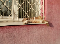 Ищу работу охранника