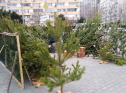 В Анапе вовсю работают ёлочные базары