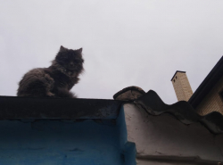 Где-то в Анапе... Котяра взирает на всех свысока