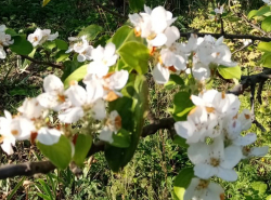 В Анапе яблоня цветет в октябре. Норма или аномалия? (видео)