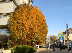 В Анапе тоже бывает золотая осень в декабре