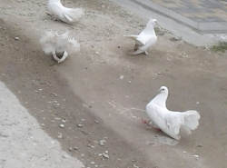 В Витязево голуби спокойно разгуливают по дороге