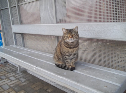Даже бездомные коты в Анапе - самые красивые