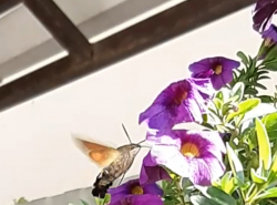 Бабочка-колибри в Анапе