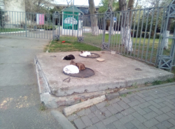 В Анапе похолодало и котики нашли себе "печку"