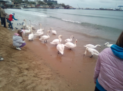 В Анапе холодно - даже лебеди вышли на берег