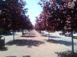Красные клены очень красивы - улица Терская в Анапе
