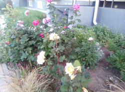 Нынешним летом Анапа прямо утопает в розах