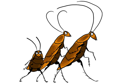 Анапчане могут столкнутся с нашествием рыжих тараканов