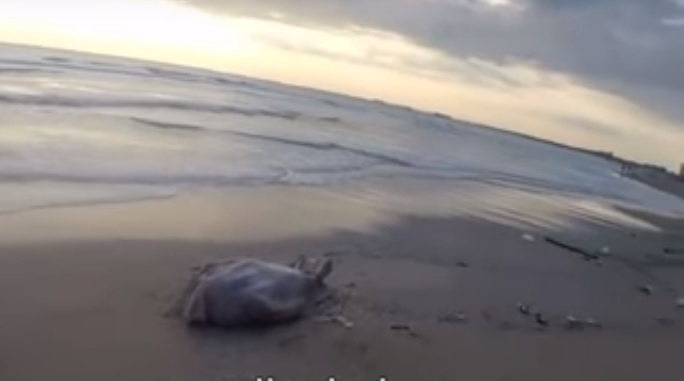 Видео: море унесло еще одну жизнь в Анапе