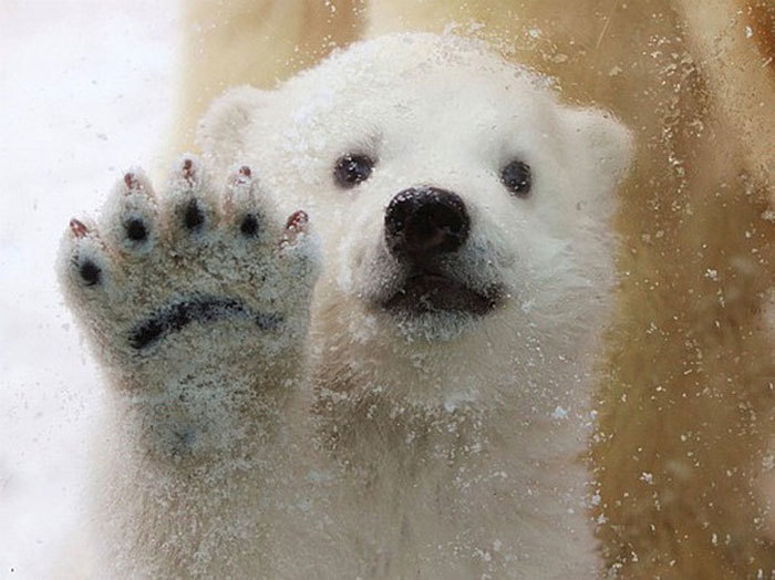 В Международный день полярного медведя в Анапе потеплеет