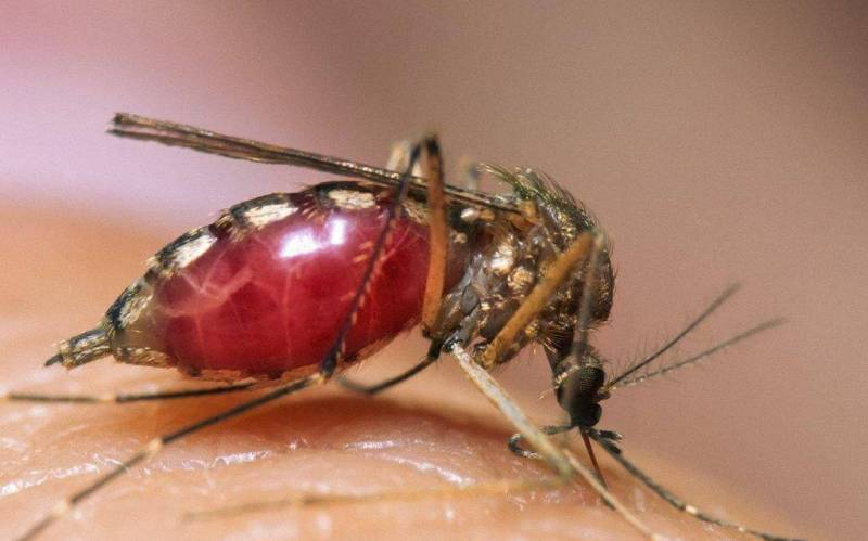 Ученые объяснили, почему некоторых анапчан комары кусают чаще