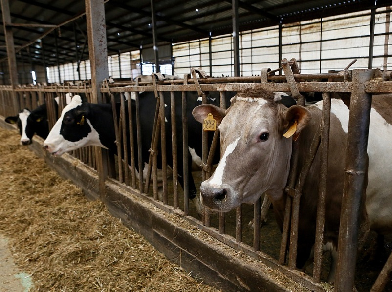 Анапские животноводы могут получить компенсацию расходов на покупку кормов