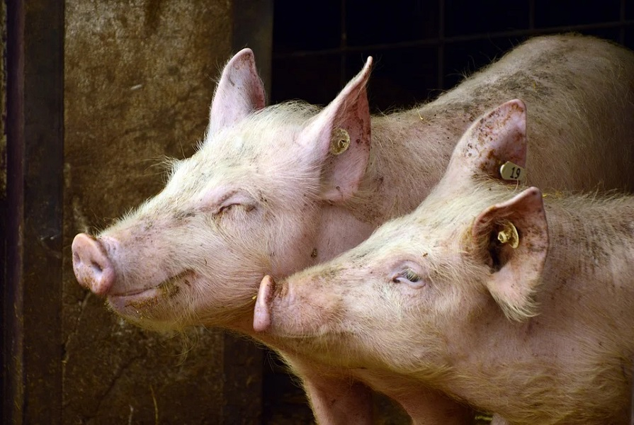 На объектах «Газпром питание» в Анапе зафиксирована вспышка африканской чумы свиней