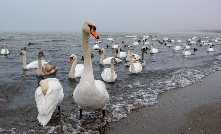 Дикие лебеди могут стать источником распространения птичьего гриппа в Анапе