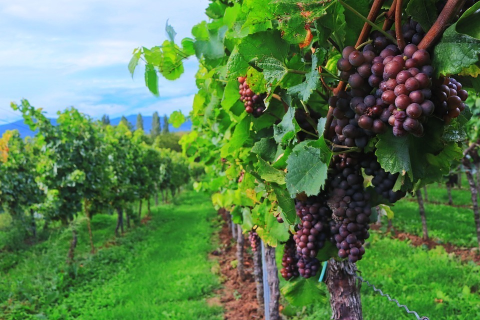 В середине 70-х Анапа давала стране по 40 тысяч тонн винограда